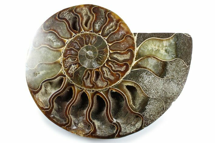 Cut & Polished Ammonite Fossil (Half) - Madagascar #364932